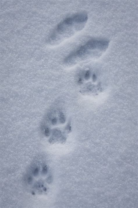 Lynx Paw Print Stock Photos - Free & Royalty-Free Stock Photos from ...