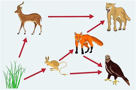 What is a Food Web? - WorldAtlas