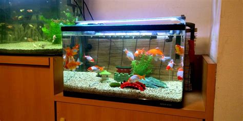 Goldfish Tanks and Aquariums - Desktop Goldfish