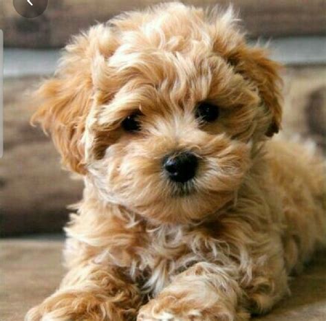 Maltipoo Cachorros Excelentes F | Mercado Libre