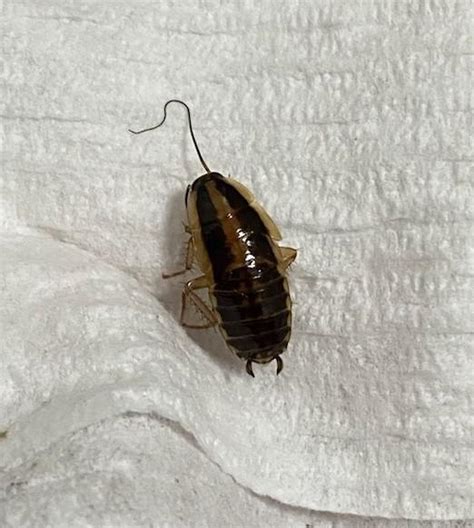 I'm wondering what type of roach this is? : r/pestcontrol