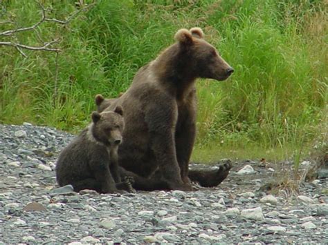 Kodiak Bear Cubs - Robin Barefield