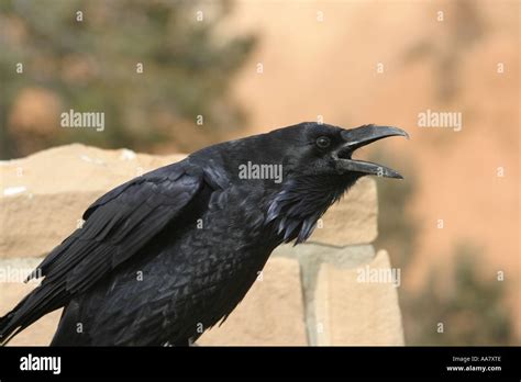 closeup of a cawing crow Stock Photo - Alamy