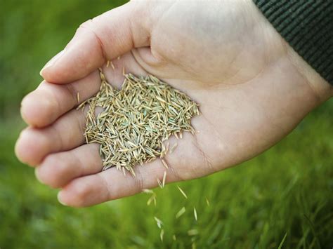 Grass Seed 101: 8 of the Most Popular Types