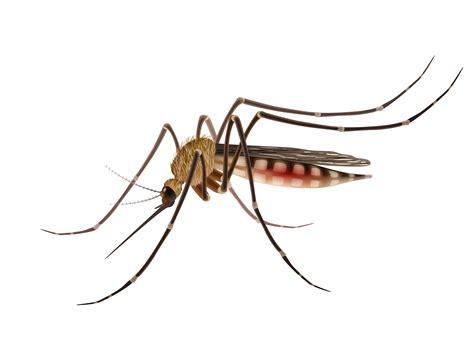 Mosquito realistic illustration 472504 Vector Art at Vecteezy