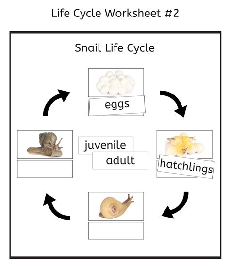 Snail Life Cycle 3-part Cards & Worksheets PDF / Montessori Biology ...