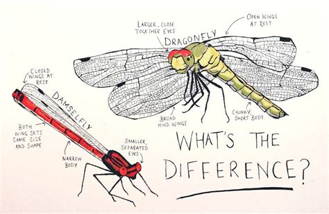 Dragonflies and Damselflies: How to Tell the Difference | Scottish ...