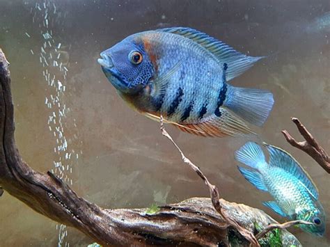 Electric Blue Acara: Care Guide, Breeding, Tank Size & Disease