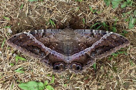 Black Witch Moth: Identification, Life Cycle, Facts & Pictures