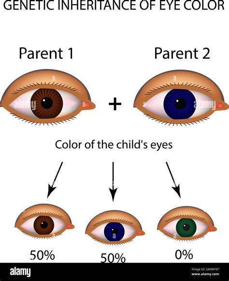 Genetic inheritance of eye color. Brown, blue, green eyes. Infographics ...