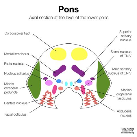 Image | Radiopaedia.org