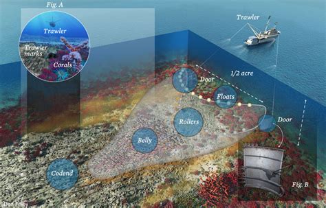 Marine Habitat Loss - Panic in the North Atlantic