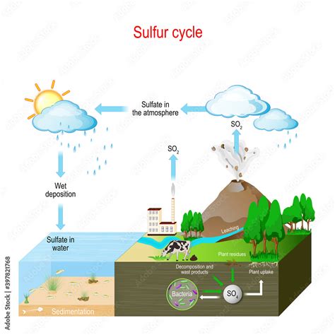 Sulfur cycle. biogeochemical cycle. Stock Vector | Adobe Stock