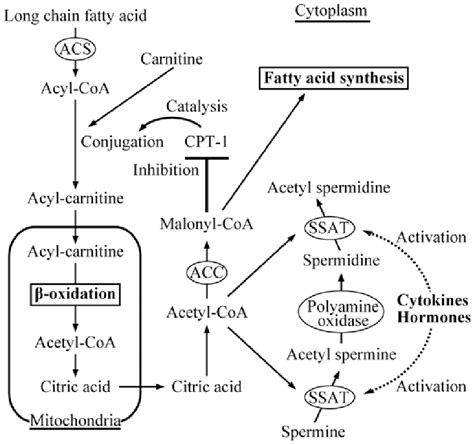 Acyl Coa