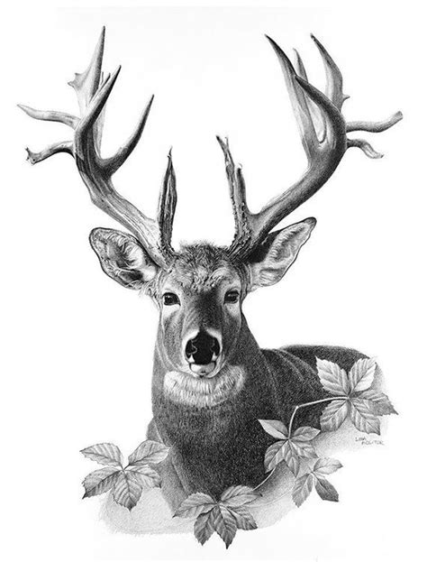 √ Big Buck Deer Drawing - Alumn Photograph