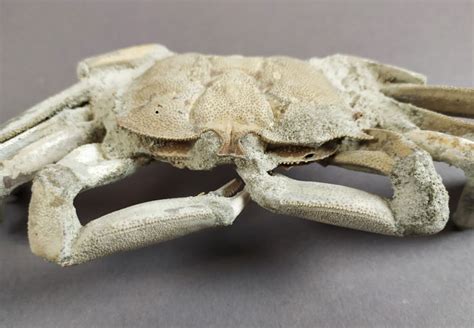 Fossil crab - skeleton - Macrophthalmus sp. - 17×7×4.5 cm - Catawiki