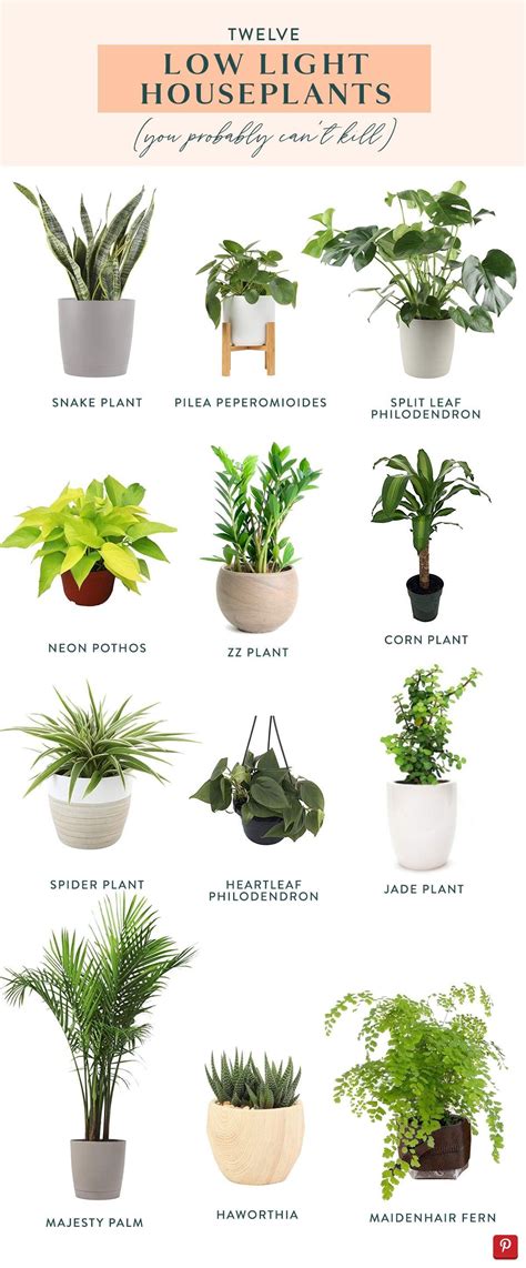 Twelve Low Light Indoor Plants You Probably Can't Kill | Low light ...