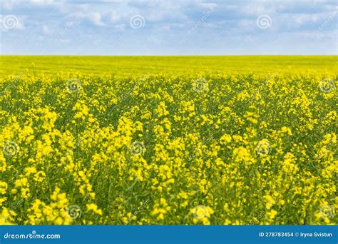 Cultivation of Breeding Varieties of Rapeseed. Yellow Rapeseed Plants ...