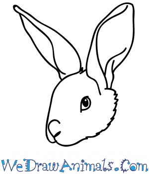 How to Draw a Rabbit Face