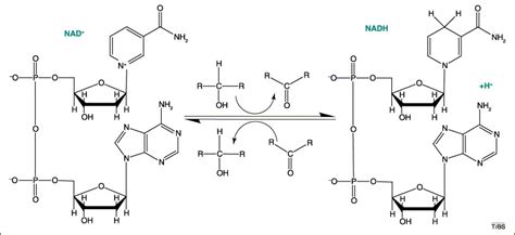 NAD+ metabolism in health and disease: Trends in Biochemical Sciences