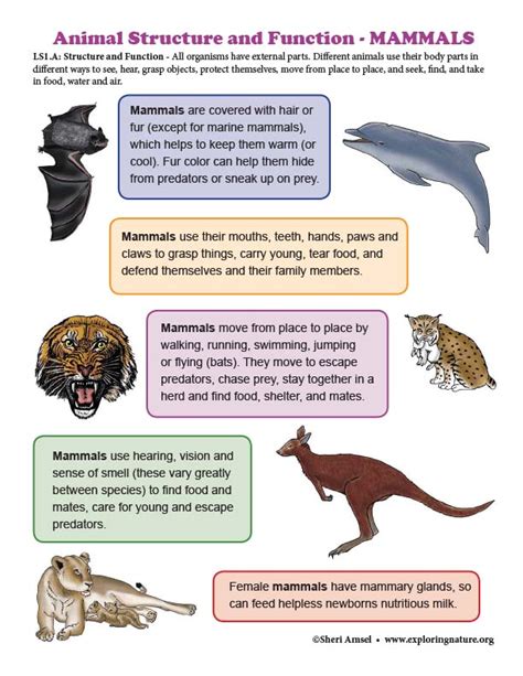 Structure and Function in MAMMALS - Mini-Poster