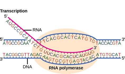 The Template For Rna Synthesis