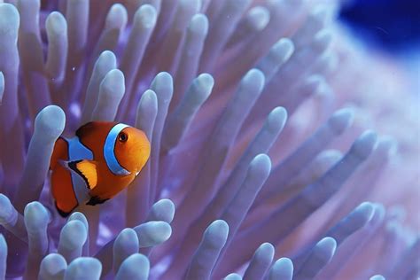 Clownfish | The Great 8 | Southern Great Barrier Reef