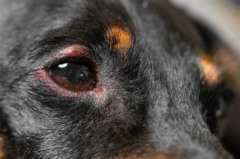 Common Dachshund Allergies, Symptoms and Treatment – Dachshund Journal