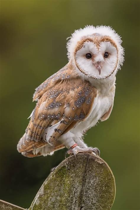 http://www.chrischambersphotography.co.uk | Baby barn owl, Baby owls ...