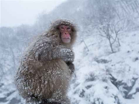 Japanese Macaques - Snow monkeys of Japan - Pictures - CBS News