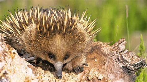 The Echidna Is One of the World's Strangest Mammals | HowStuffWorks