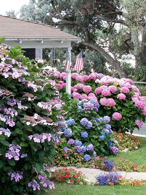 Flowering Shrubs for Shade Gardens | HGTV