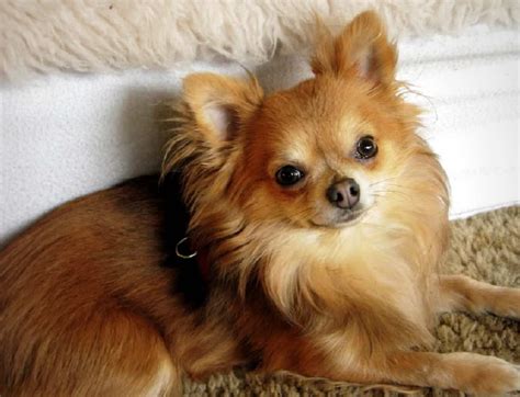 What is a chihuahua pomeranian pomchi mix – Artofit