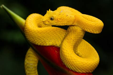 A Yellow Eyelash Pit Viper Photographed In Costa Rica – The Dallas ...