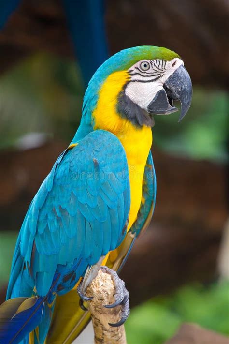 A blue parrot stock photo. Image of colorful, jungle - 15130740