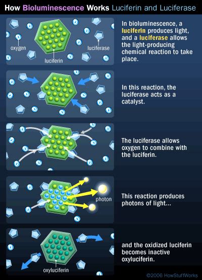 Pyrrophyta: The Fire Algae (Dinoflagellate) : Plantlet