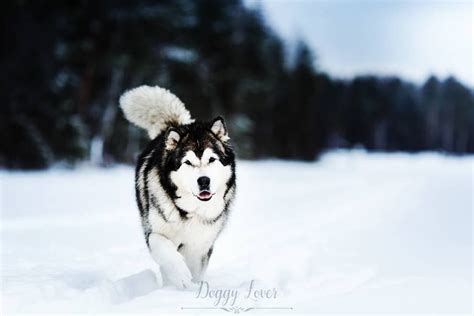 Alaskan Malamute Temperament - Pets Lovers