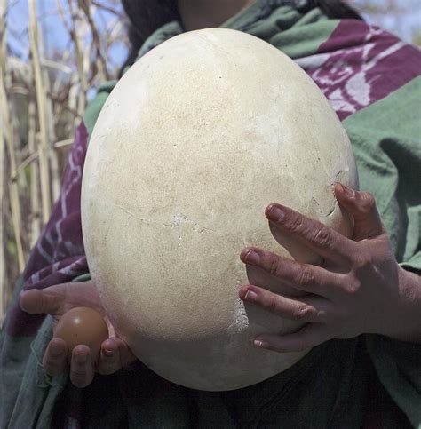 Elephant Bird, Aepyornis Egg Photograph by Paul D Stewart