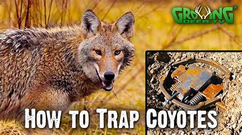 How To Trap Coyotes In 4 Easy Steps - Flat Set (747) - YouTube