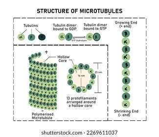 Microtubules Largest Cytoskeletal Structures Hollow Structure Stock ...