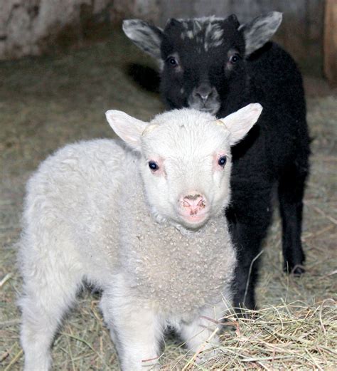 Shetland Sheep - A Breed Worth Saving - Livestock - Small Farmer's ...