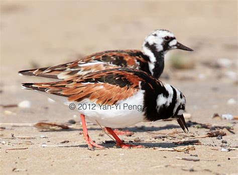 Ruddy-turnstone-breeding-male-&-female | 5/16/2012 Montrose,… | Flickr