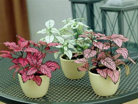 These 10 Small Indoor Plants are easy to grow, take a little space, and ...