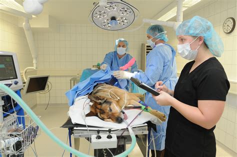 Army veterinary clinic helps Military Working Dog get back on its feet ...