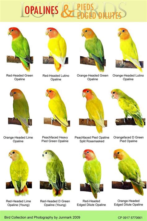 lovebird types - Поиск в Google | African lovebirds, Bird breeds, Pet birds