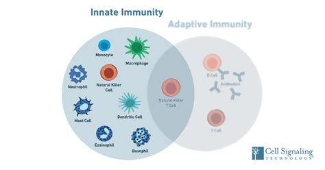 Immunology: How Does the Innate Immune System Work?