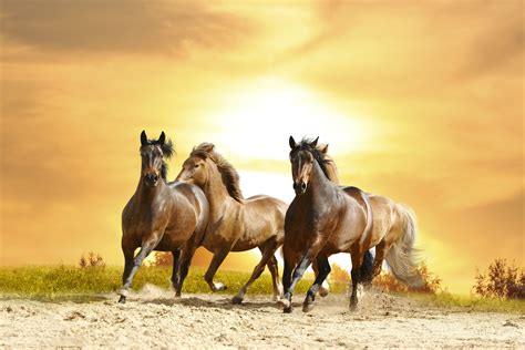 Mustang Horse Wallpapers - Wallpaper Cave