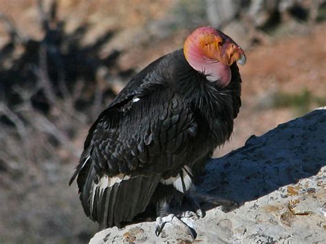 California Condor in Grand Canyon 2024 - Rove.me