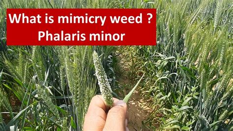 What is mimicry weed or Phalaris minor - YouTube