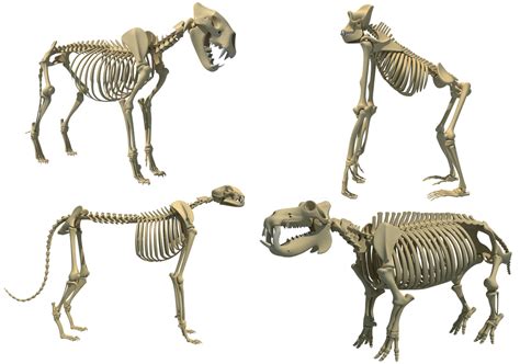 Animal skeletons 3D model - TurboSquid 1256647